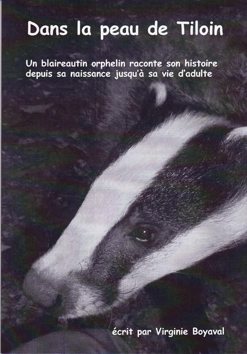 Le blaireau : de l'ombre à la lumière