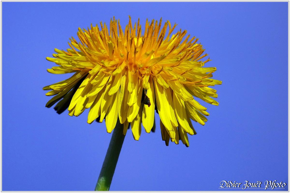 Pissenlit (8) - Taraxacum