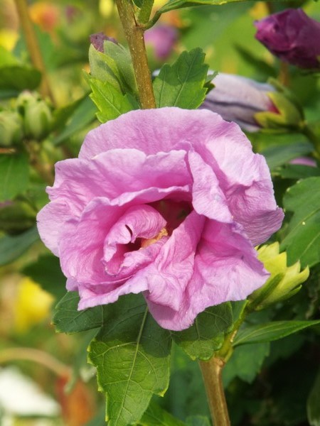 Floraisons "estivales" ...