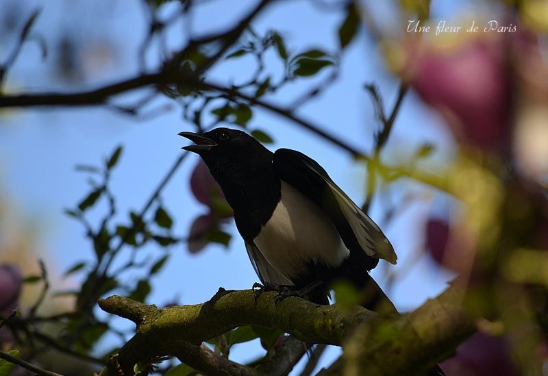 Parc Floral de Paris : La Pie bavarde