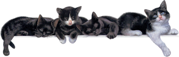  La leçon de vie du chat