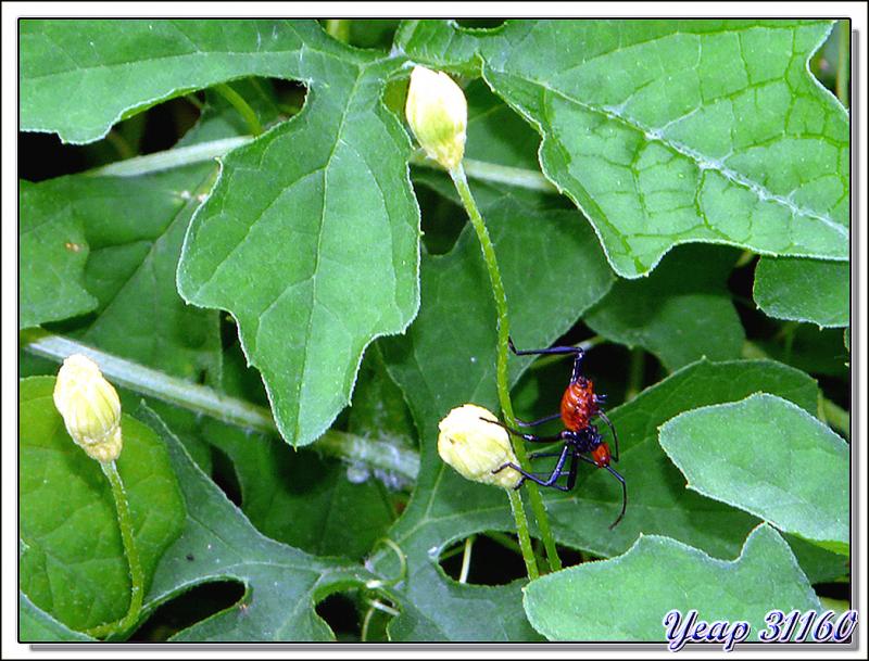 Ce que j'ai cru être une fourmi TRES rouge sur Coccinia grandis - Huahine - Polynésie française