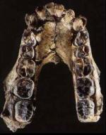 Prémices de l'Humanité en Afrique