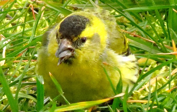 Dix-sept sortes d'oiseaux qui ont fréquenté mon jardin durant l'hiver 2015-2016...