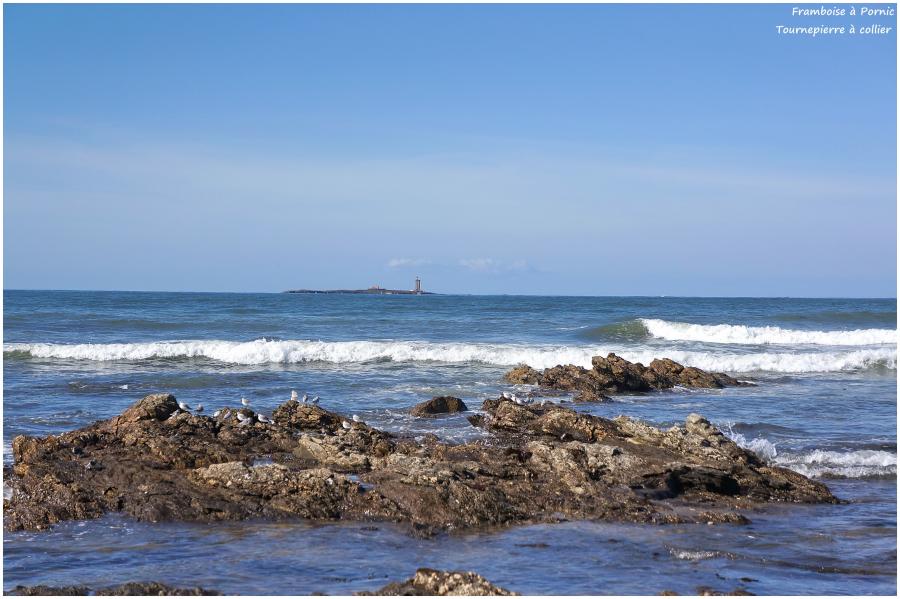 Tournepierre à collier à Noirmoutier - 2014 