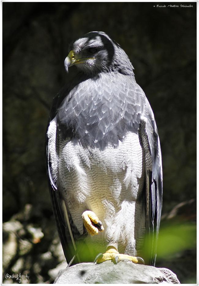 Buse aguia - Geranoaetus melanoleucus - Black-chested Buzzard