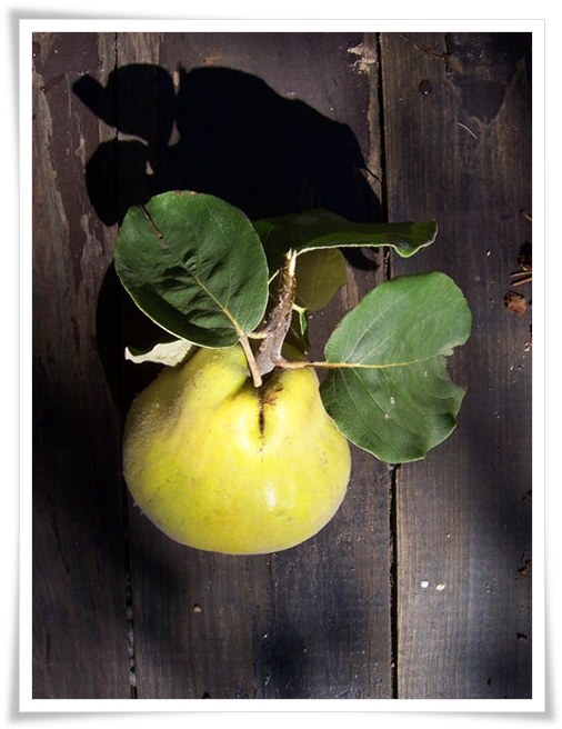 "Boule d'or de l'automne" ...