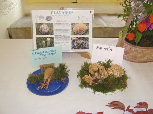 L'exposition mycologique à Châtillon sur Seine