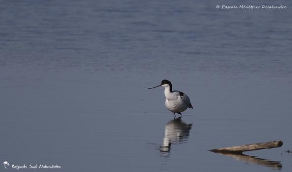 Avocette élégante