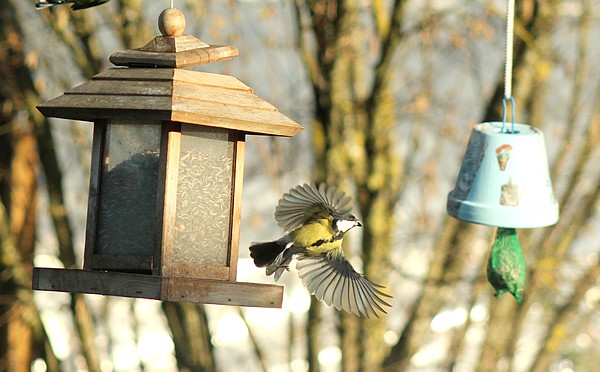 Dix-sept sortes d'oiseaux qui ont fréquenté mon jardin durant l'hiver 2015-2016...