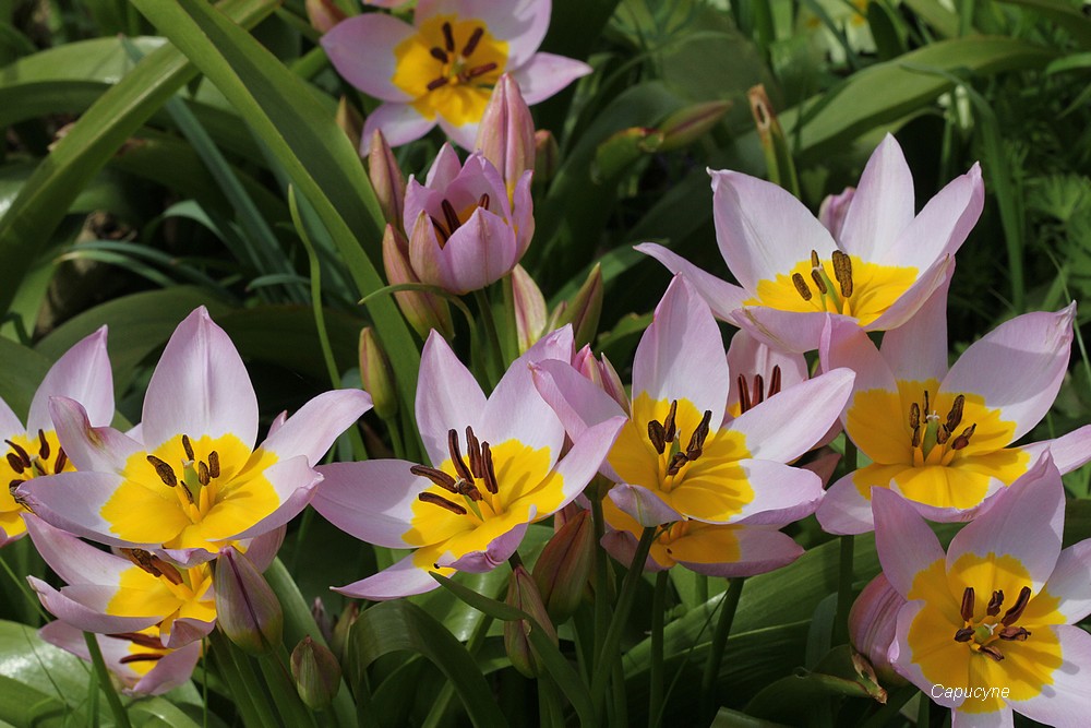 Aui jardin, le printemps s'emballe !