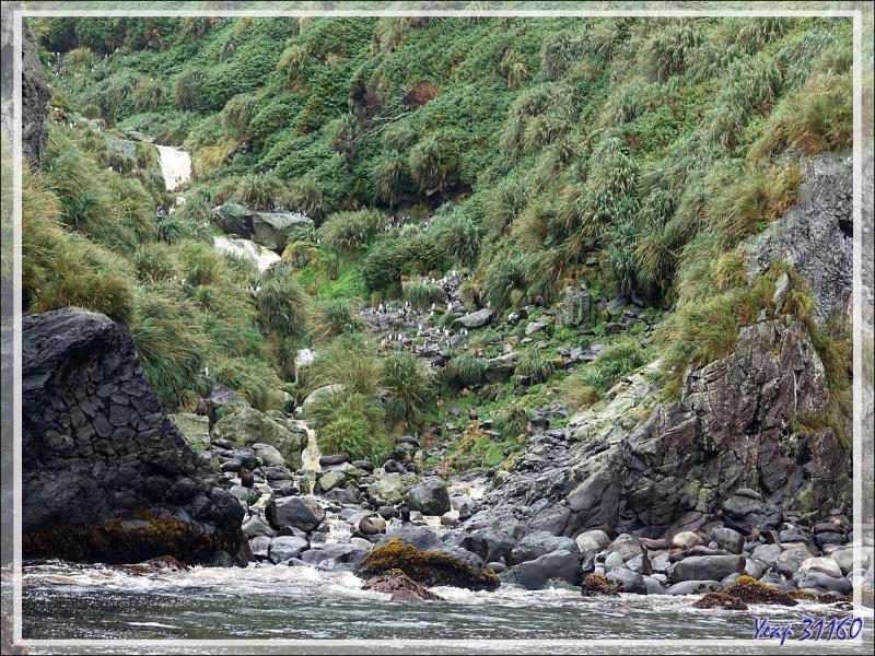 Côte entre Raised Beach et Archway Rock - Gough Island - Tristan da Cunha
