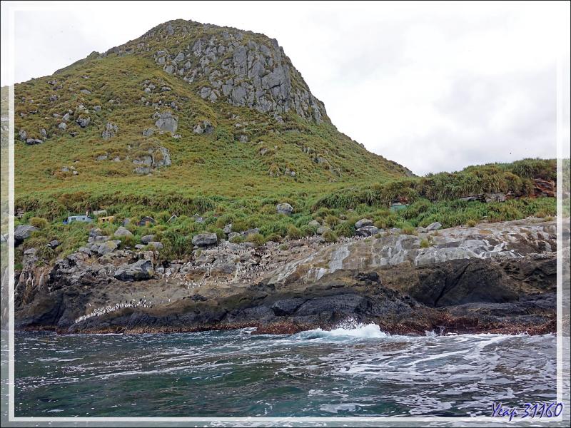 Le High Peak (365 m) surplombant "The Huts" et une colonie de Gorfous de Moseley - Nightingale Island - Tristan da Cunha