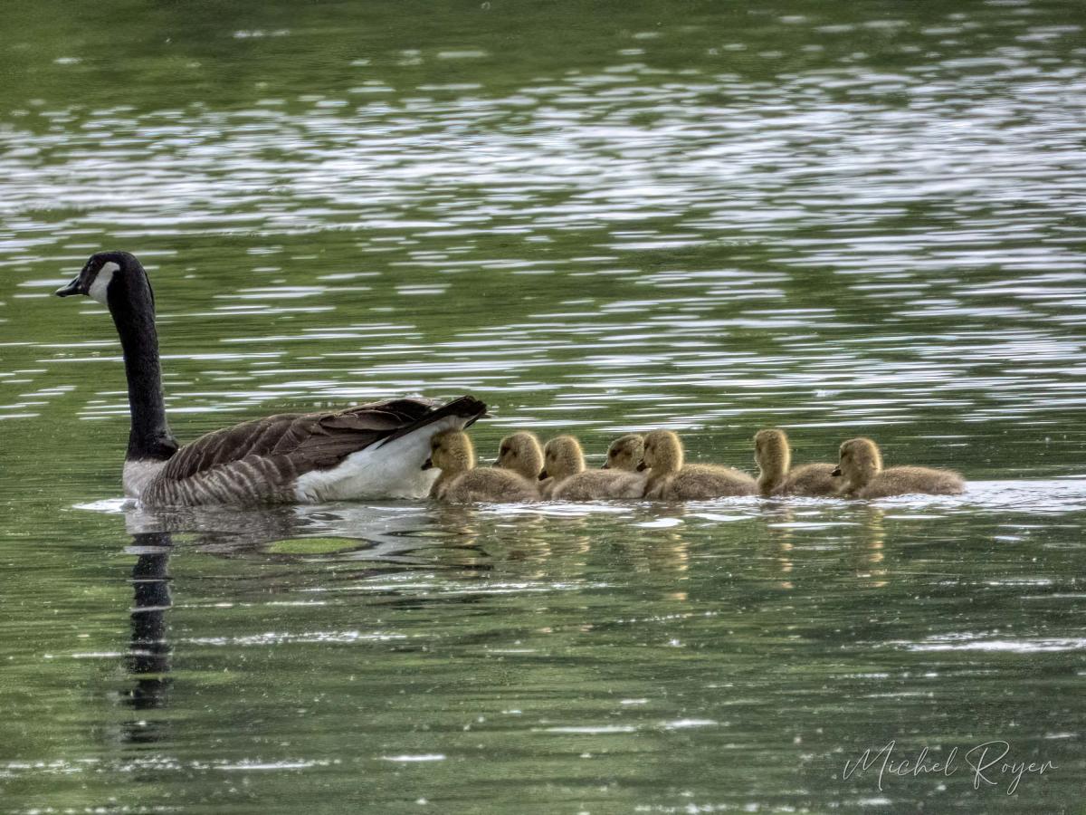 La Bernache, maman d'une famille nombreuse.