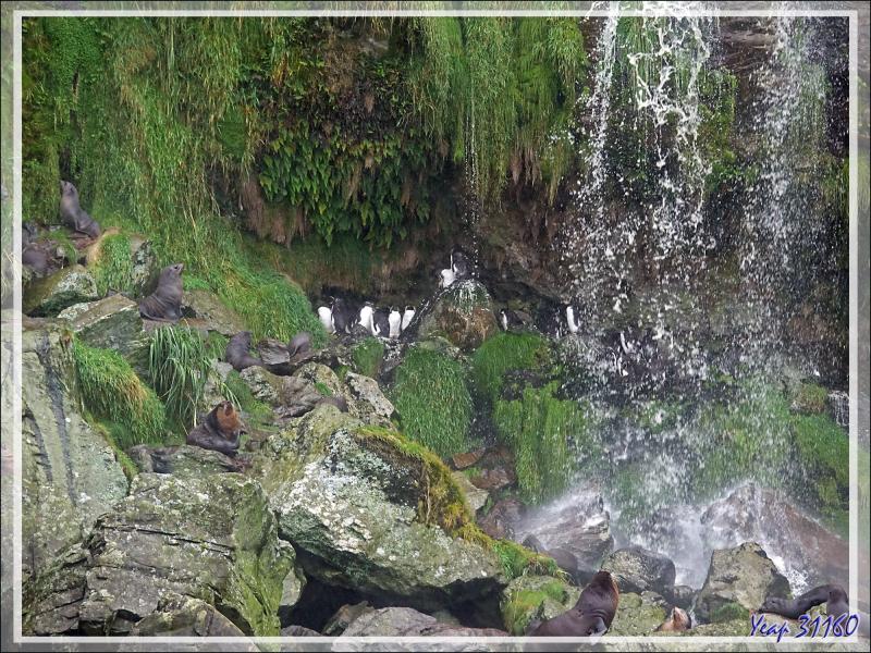 Autour de la cascade de Raised Beach - Gough Island - Tristan da Cunha
