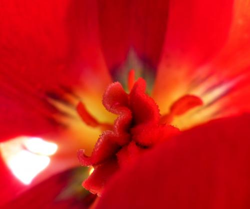 Langage rouge :