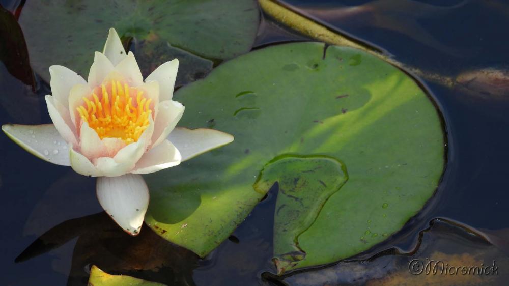 Nikon Coolpix P1000 (suite) Quelques photos