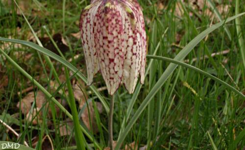 Fritillaria meleagris - fritillaire pintade