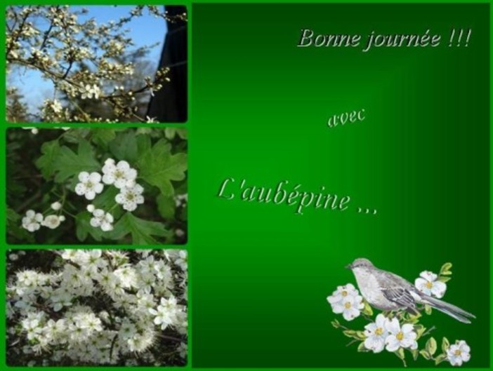 Le printemps de "l'aubépine" ...