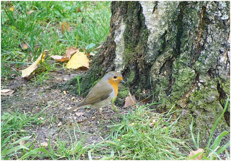 Oiseaux de mon jardin - rouge gorge