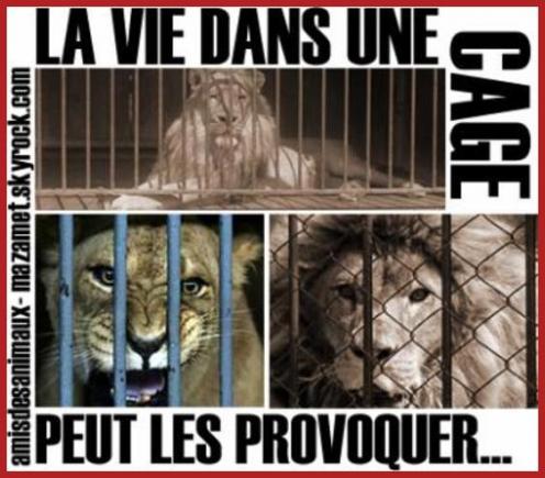 NOS CiRQUES