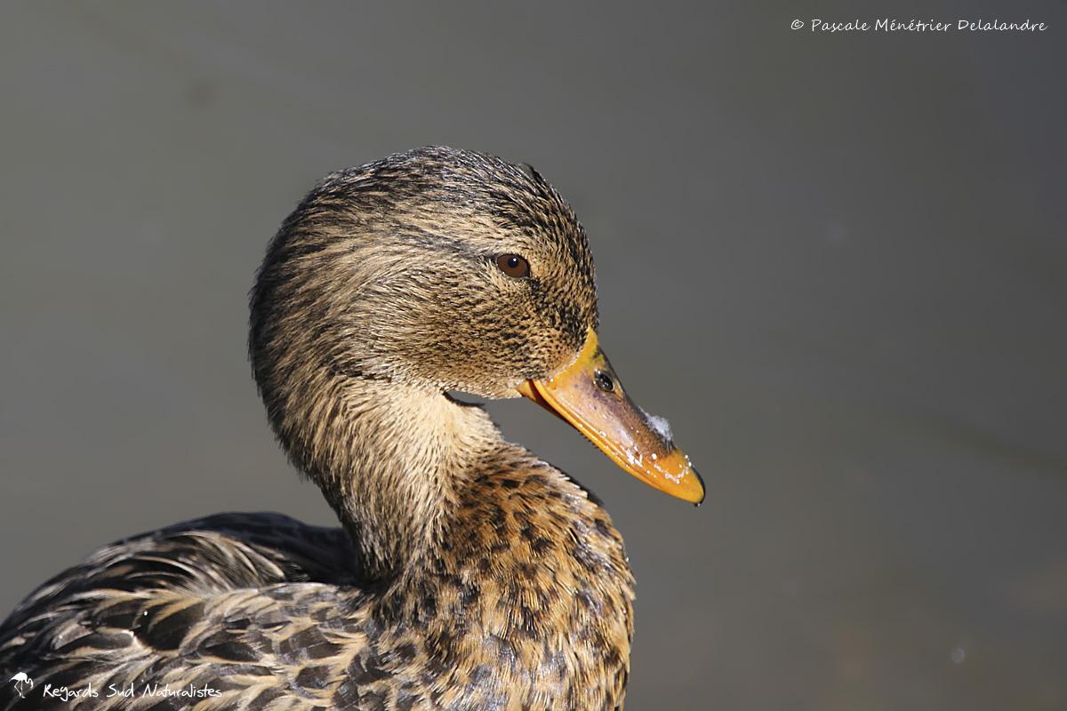 Canard colvert ♀