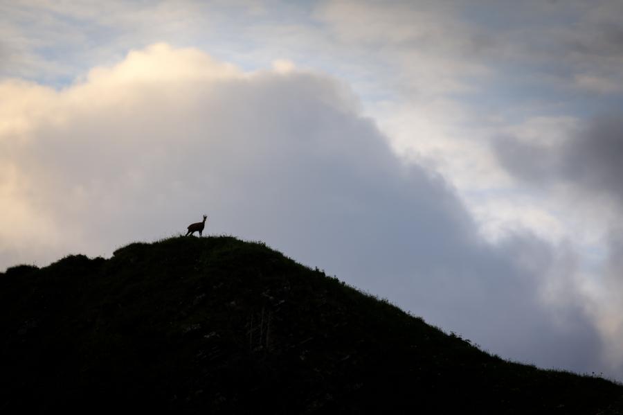 chamois