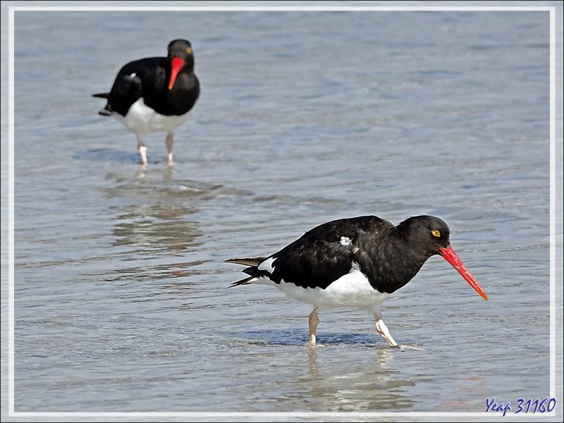 Huîtrier de Garnot, Magellanic Oystercatcher (Haematopus leucopodus) - Saunders Island - Falkland (Malvinas, Malouines) - Grande-Bretagne