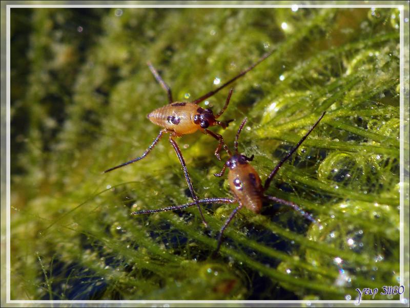 Larve de gerris (punaise aquatique faussement appelée araignée d'eau - Lartigau - Milhas - 31