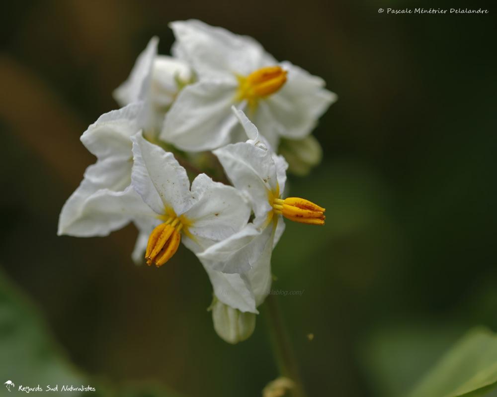 Morelle a feuille de sisymbre