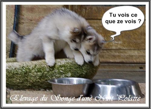 Portée de Lakmé (13 avril 2020)