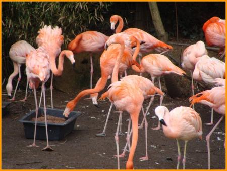 Flamants_roses_du_chili_2