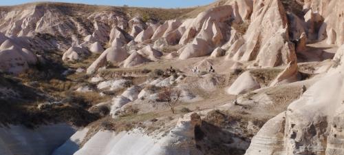 Allons cueillir la Rose !