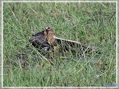 L'attaque d'un Busard grenouillard (Circus ranivorus) sur un autre oiseau (cormoran ?) - Safari nautique - Parc National de Chobe - Botswana