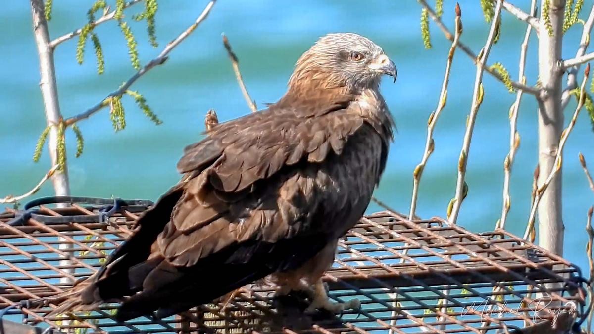 A L'Ecopôle du Val d'Allier dernièrement (En vrac)