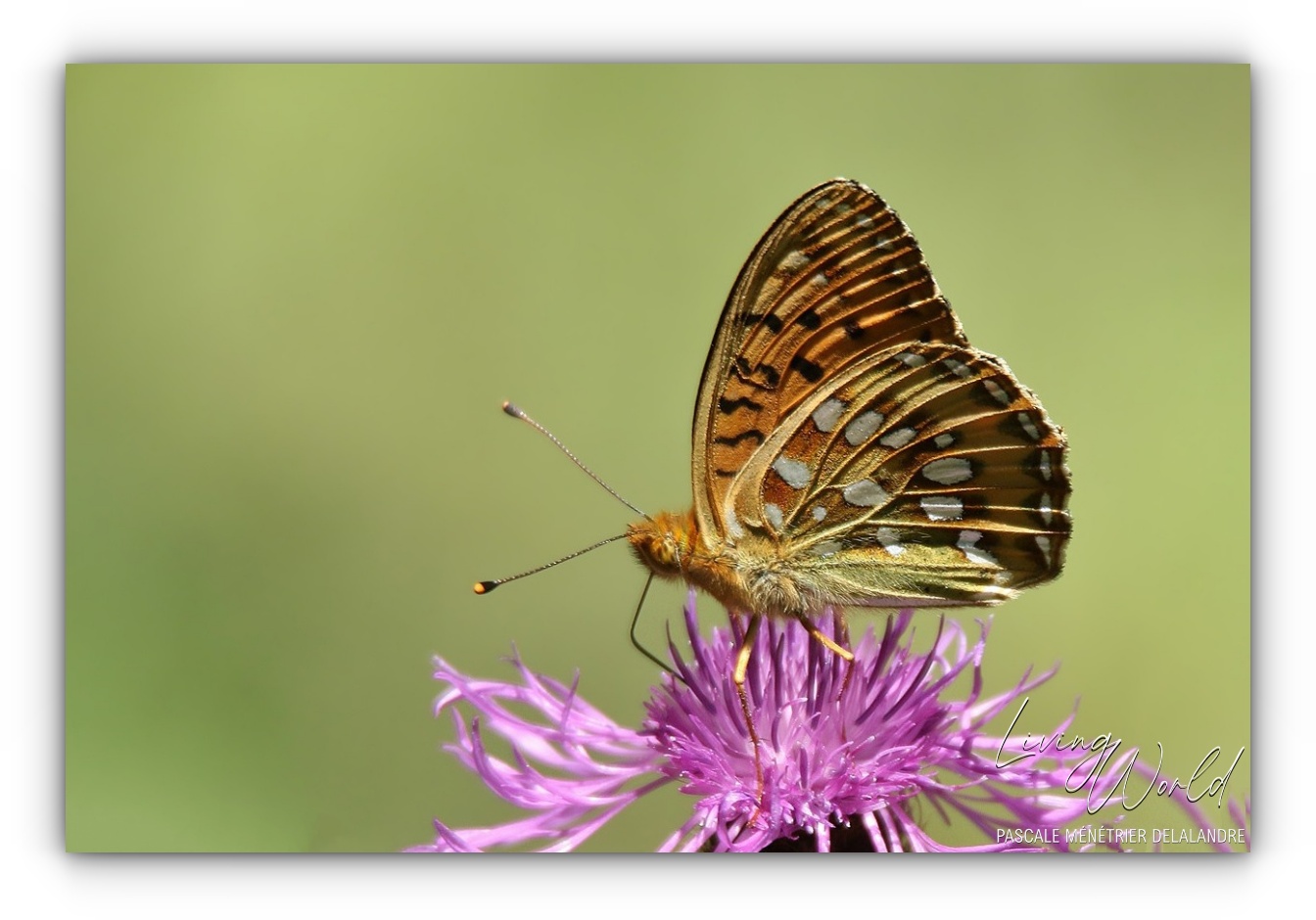 Famille des Nymphalidae  (1/2)