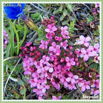 Serpolet-Thymus serpyllum