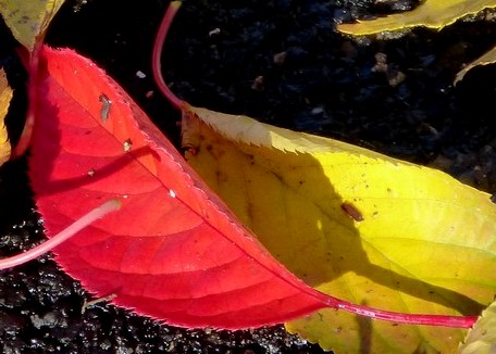 Les églises de Fouilloy et La Neuville,