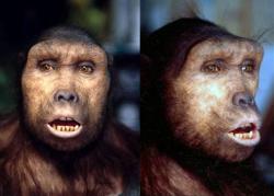 Première sortie d'Afrique d'Homo erectus