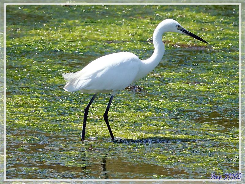 Aigrette garzette, Little Egret (Egretta garzetta) - La Couarde-sur-Mer - Île de Ré - 17