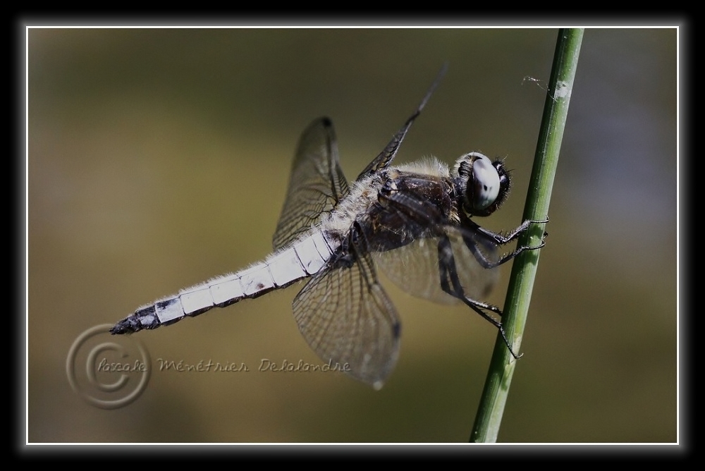 Libellula fulva mâle...