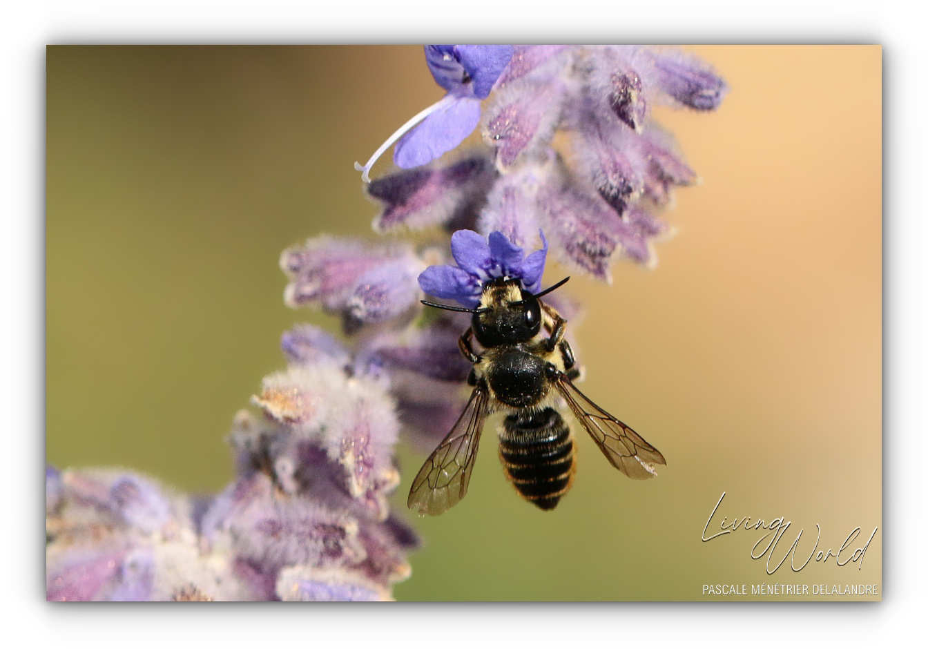 Abeille tapissière (et découpeuse)