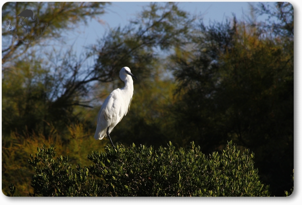 Aigrette garzette...