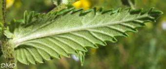 Rhinanthus angustifolius  -  rhinanthe à feuilles étroites