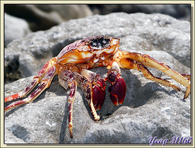 Crabe (mort et cuit sur un corail) - Atoll de Fakarava - Tuamotu - Polynésie française