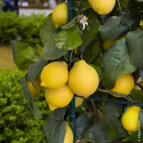 Arbre fruitier  ; Citronnier