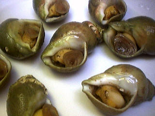 Bulot