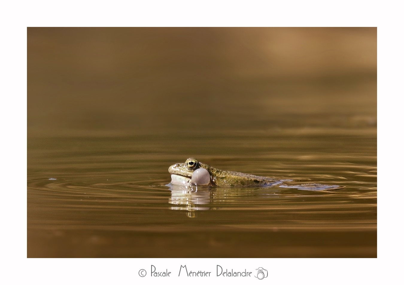Grenouilles Pelophylax sp.
