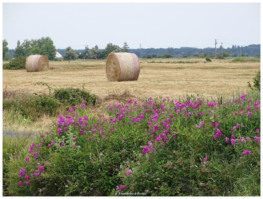 Un petit tour par le marais 