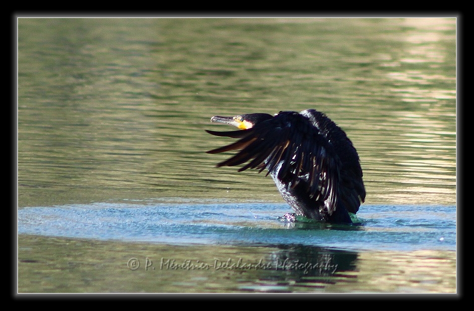 Décollage laborieux d'un Cormoran...